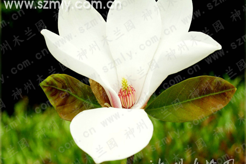 huangshanmulanfengmian.jpg