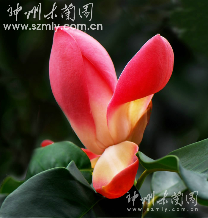 荷花木莲4.jpg