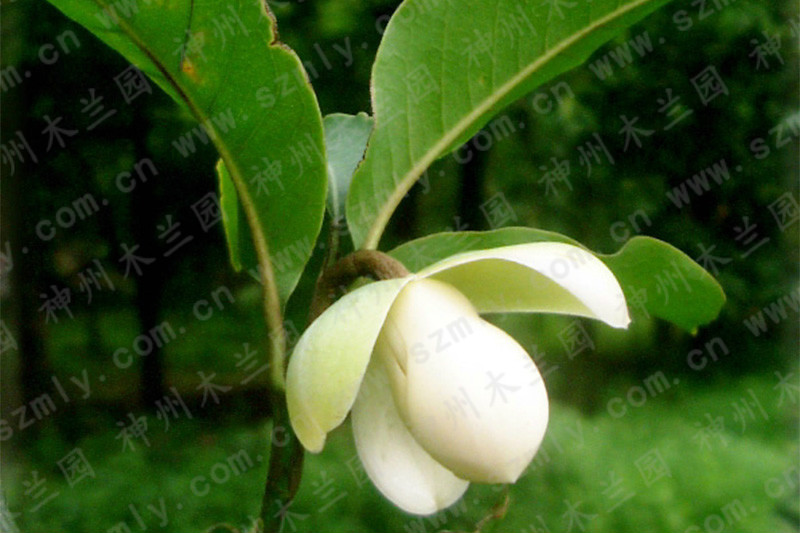 changyemulanfengmian.jpg