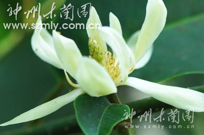 诗琳通木兰1.jpg